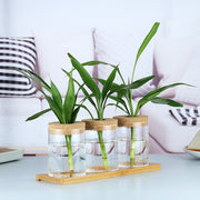 Indoor, Green, Plant, Decoration.