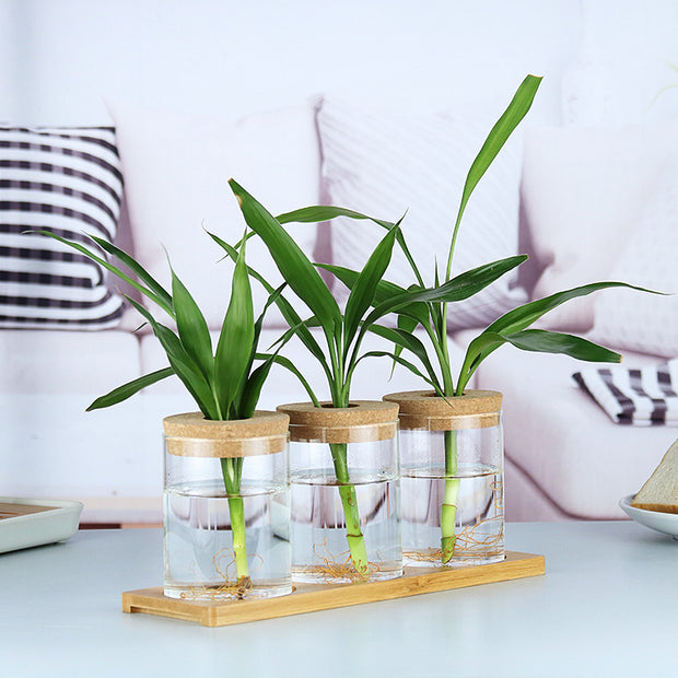 Indoor, Green, Plant, Decoration.