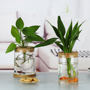 Indoor, Green, Plant, Decoration.