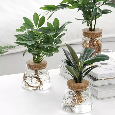 Indoor, Green, Plant, Decoration.