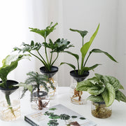  Air, Office, Desktop, Potted.